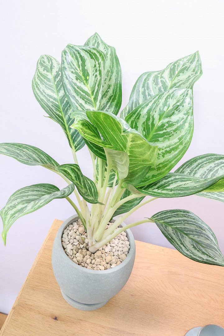 【アグラオネマ グリーン】少し大き目タイプの葉っぱ！今回も驚愕の美しさ！品種名はわかりませんがとにかく美しいです！品質やボリュームは保証します！美しすぎます♪