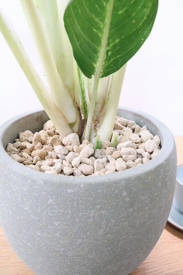 【アグラオネマ グリーン】少し大き目タイプの葉っぱ！今回も驚愕の美しさ！品種名はわかりませんがとにかく美しいです！品質やボリュームは保証します！美しすぎます♪