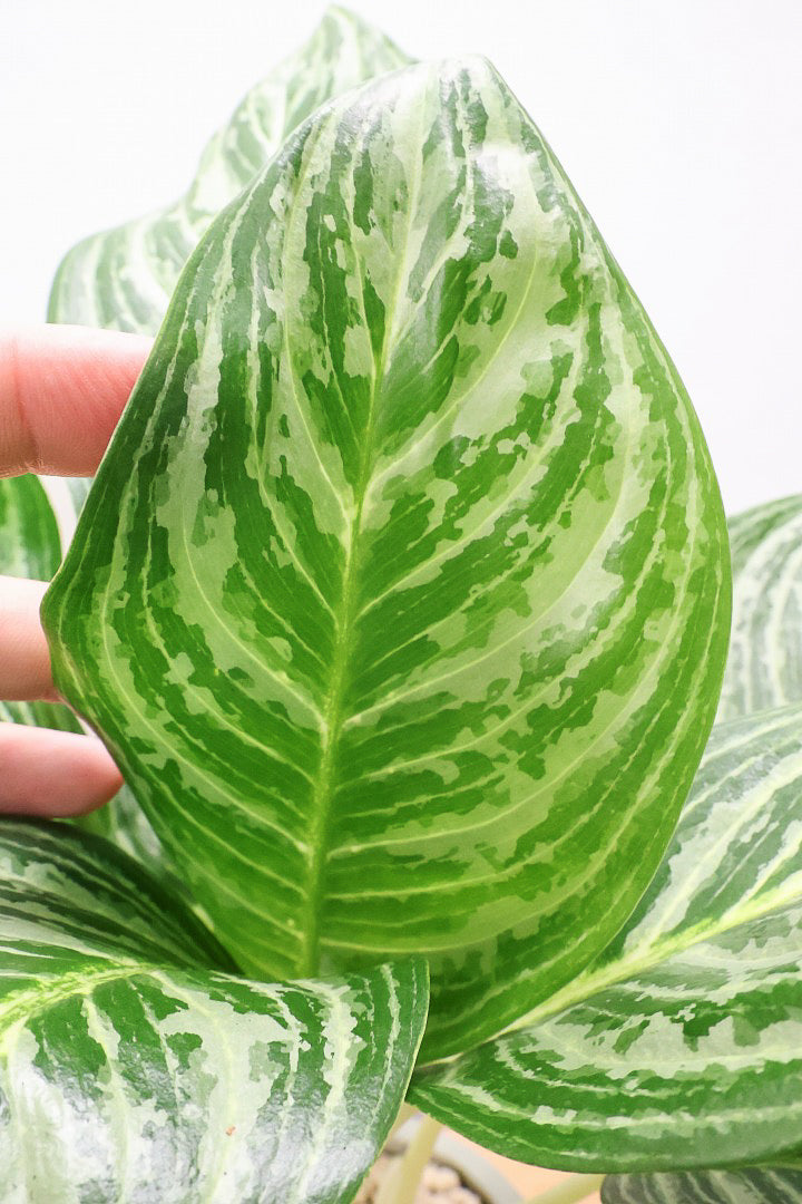 【アグラオネマ グリーン】少し大き目タイプの葉っぱ！今回も驚愕の美しさ！品種名はわかりませんがとにかく美しいです！品質やボリュームは保証します！美しすぎます♪