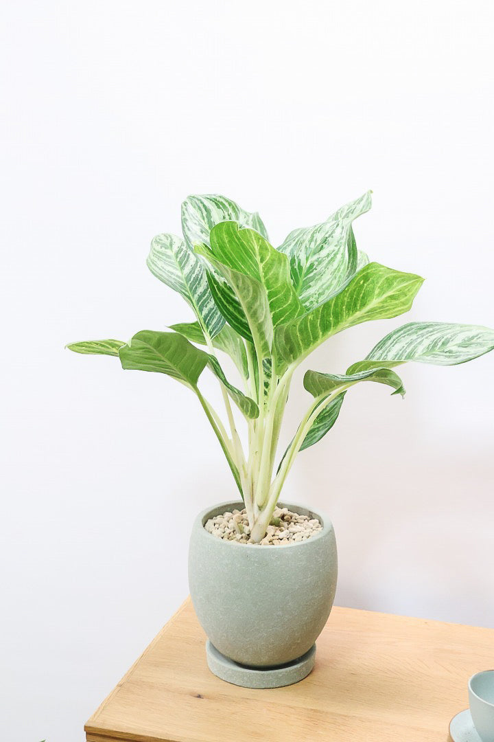 【アグラオネマ グリーン】少し大き目タイプの葉っぱ！今回も驚愕の美しさ！品種名はわかりませんがとにかく美しいです！品質やボリュームは保証します！美しすぎます♪