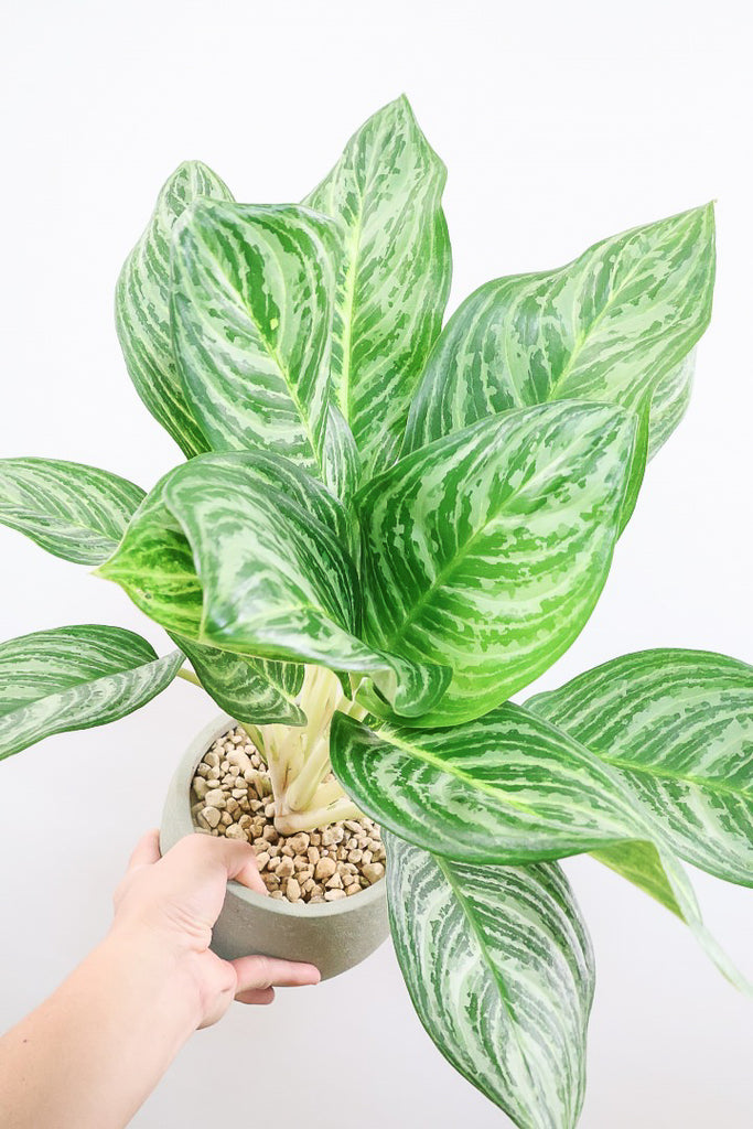 専用　アグラオネマ　A 園芸ネット本店｜アグラオネマ：ビーナス 6号鉢 の通販【公式】