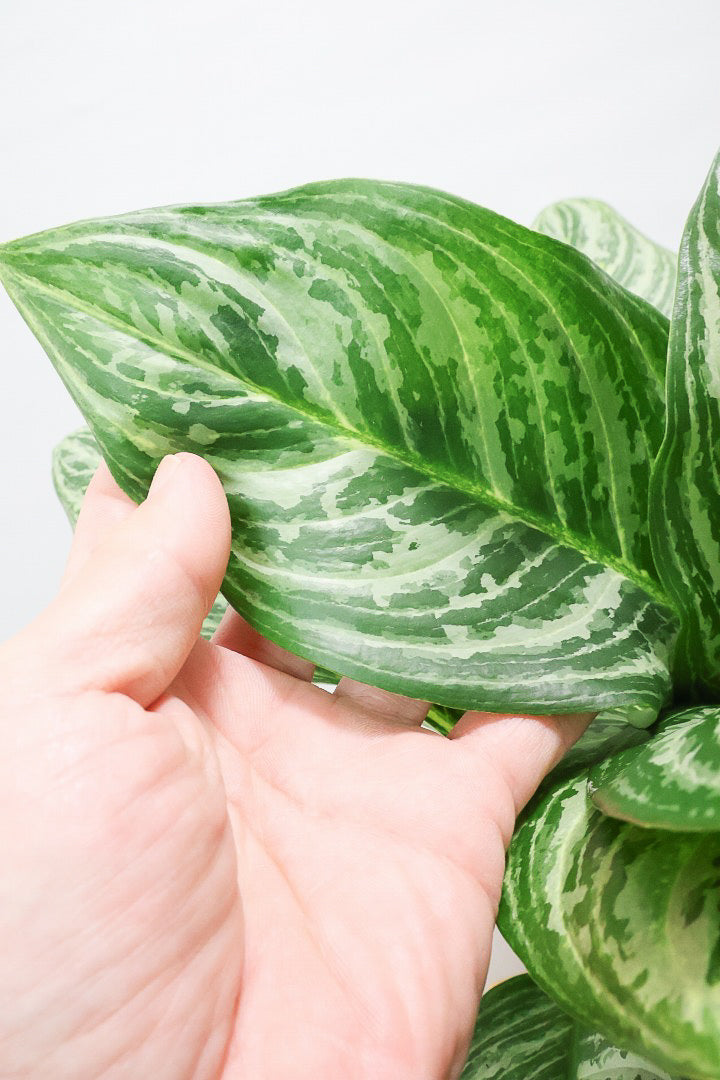 【アグラオネマ グリーン】少し大き目タイプの葉っぱ！今回も驚愕の美しさ！品種名はわかりませんがとにかく美しいです！品質やボリュームは保証します！美しすぎます♪