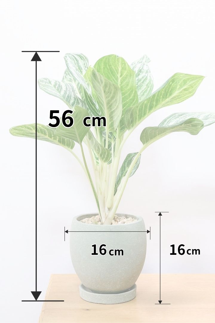 【アグラオネマ グリーン】少し大き目タイプの葉っぱ！今回も驚愕の美しさ！品種名はわかりませんがとにかく美しいです！品質やボリュームは保証します！美しすぎます♪