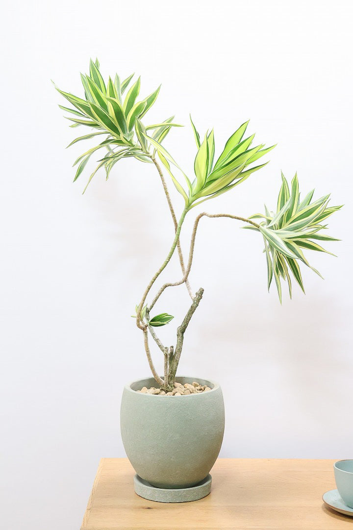 【ドラセナ サイアム】希少種！葉色のコントラストが素晴らしい品種です！めったに入荷しませんので是非ともご検討ください！