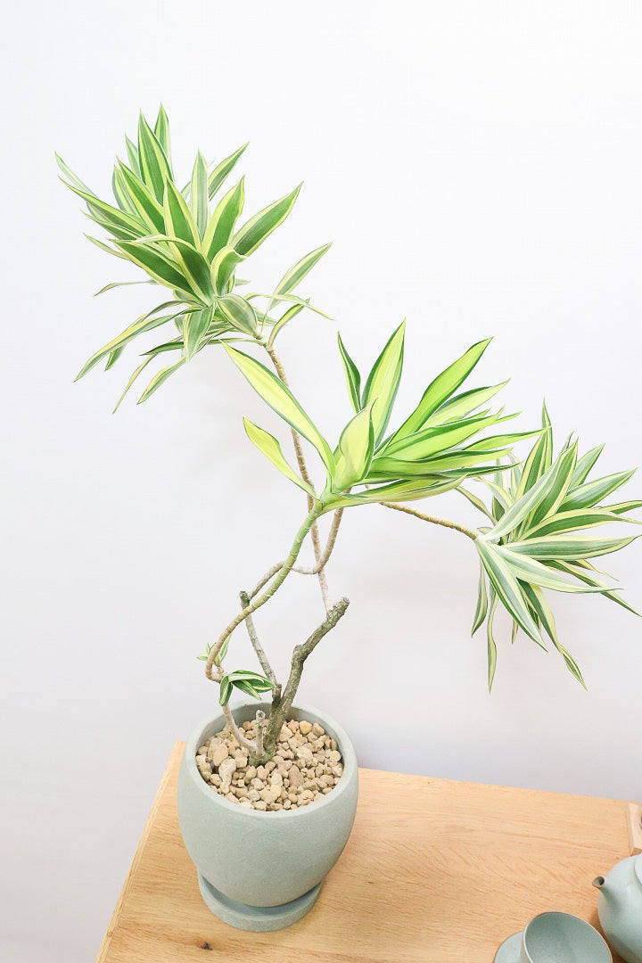 【ドラセナ サイアム】希少種！葉色のコントラストが素晴らしい品種です！めったに入荷しませんので是非ともご検討ください！