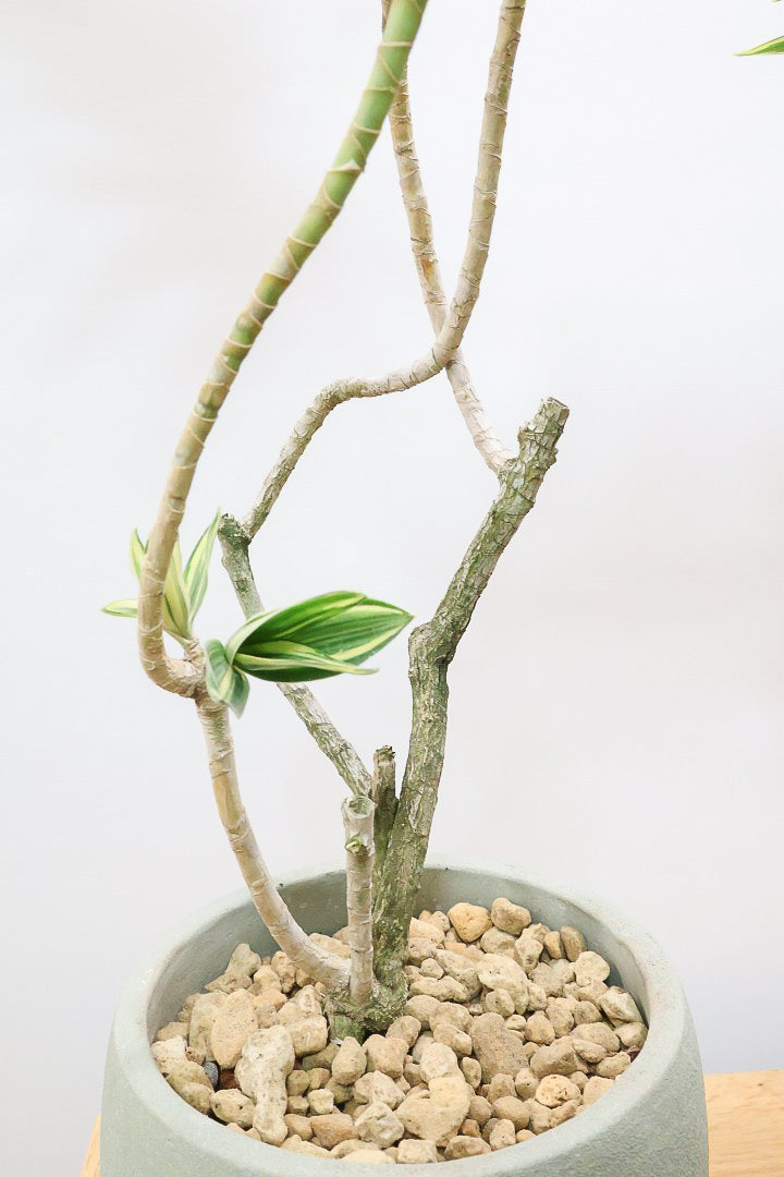 【ドラセナ サイアム】希少種！葉色のコントラストが素晴らしい品種です！めったに入荷しませんので是非ともご検討ください！