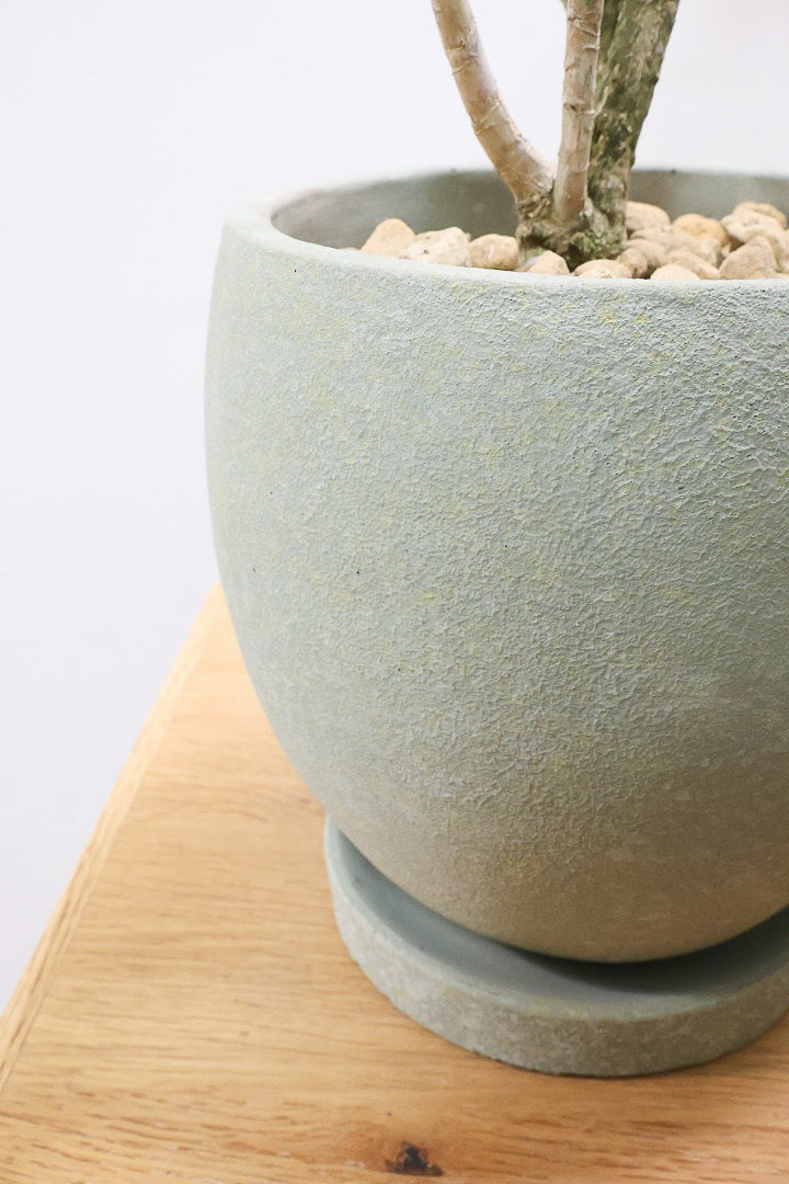 【ドラセナ サイアム】希少種！葉色のコントラストが素晴らしい品種です！めったに入荷しませんので是非ともご検討ください！