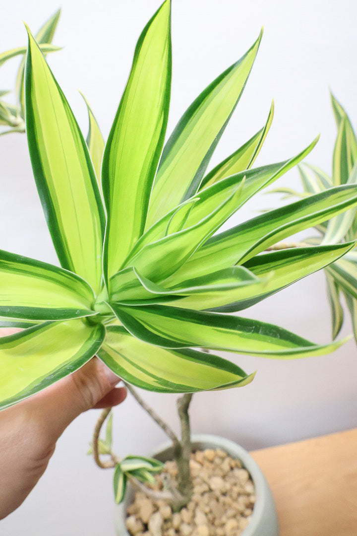 【ドラセナ サイアム】希少種！葉色のコントラストが素晴らしい品種です！めったに入荷しませんので是非ともご検討ください！