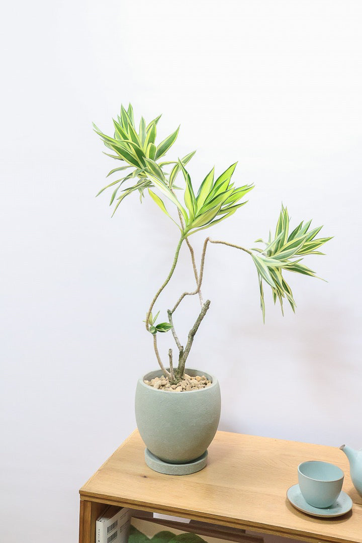 【ドラセナ サイアム】希少種！葉色のコントラストが素晴らしい品種です！めったに入荷しませんので是非ともご検討ください！