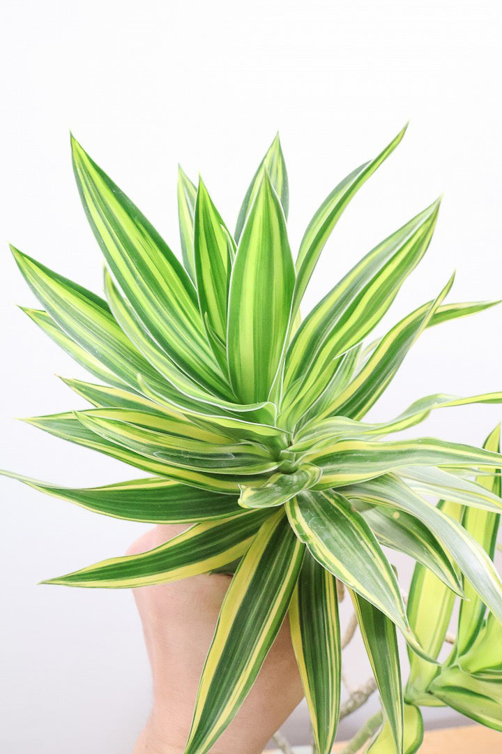 【ドラセナ サイアム】希少種！葉色のコントラストが素晴らしい品種です！めったに入荷しませんので是非ともご検討ください！