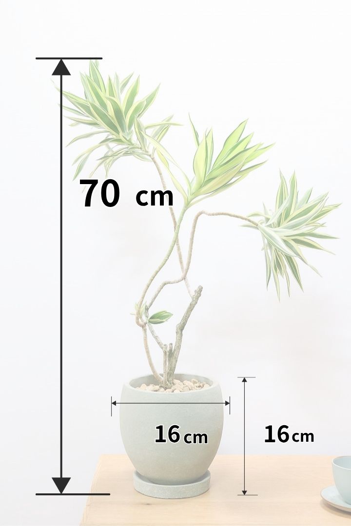 【ドラセナ サイアム】希少種！葉色のコントラストが素晴らしい品種です！めったに入荷しませんので是非ともご検討ください！