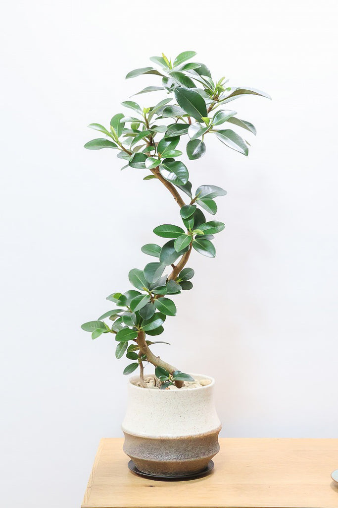 フランスゴムCW60745観葉植物の通信販売 | APEGO(アペーゴ)