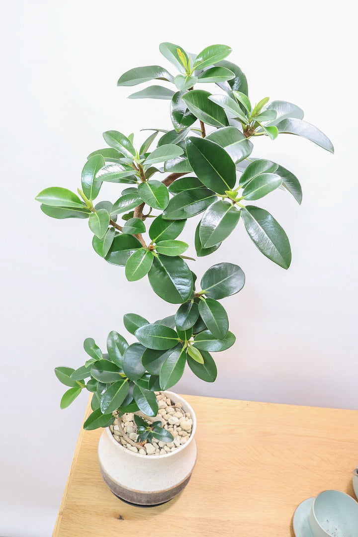 【フランスゴム】この曲がり良いと思うんですよ！生産者さんのセンスが光る素敵な樹形です！