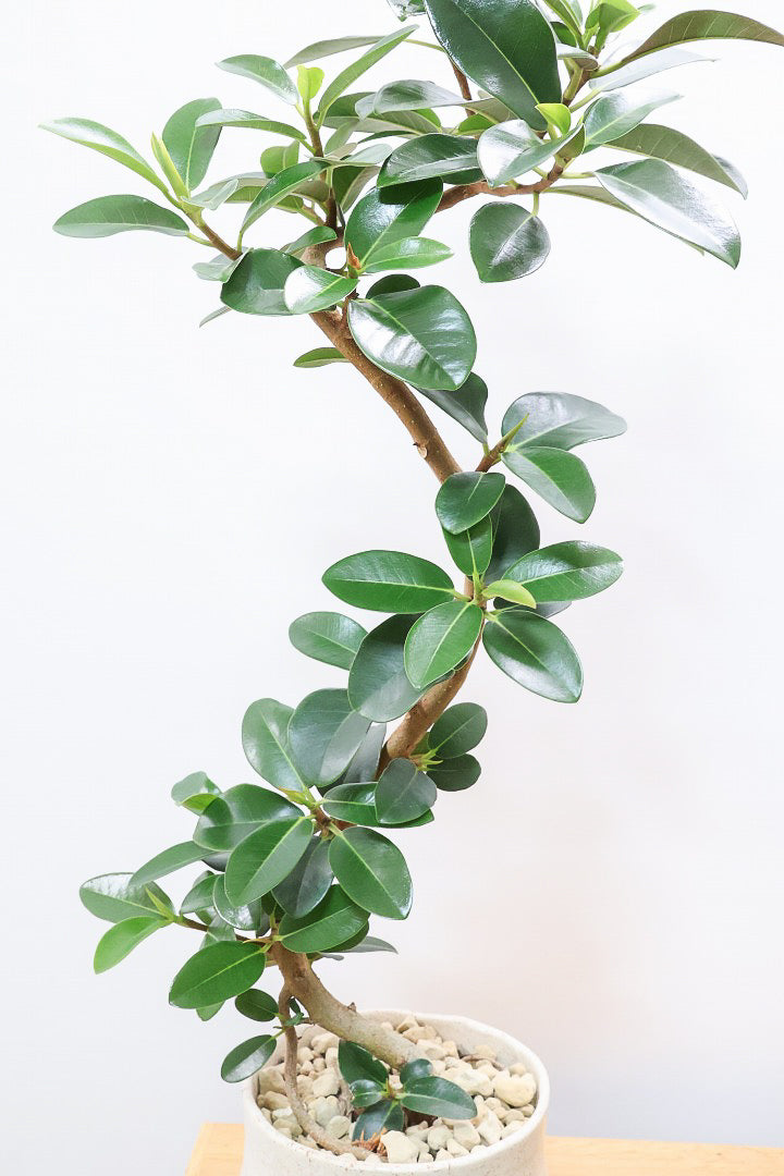 【フランスゴム】この曲がり良いと思うんですよ！生産者さんのセンスが光る素敵な樹形です！