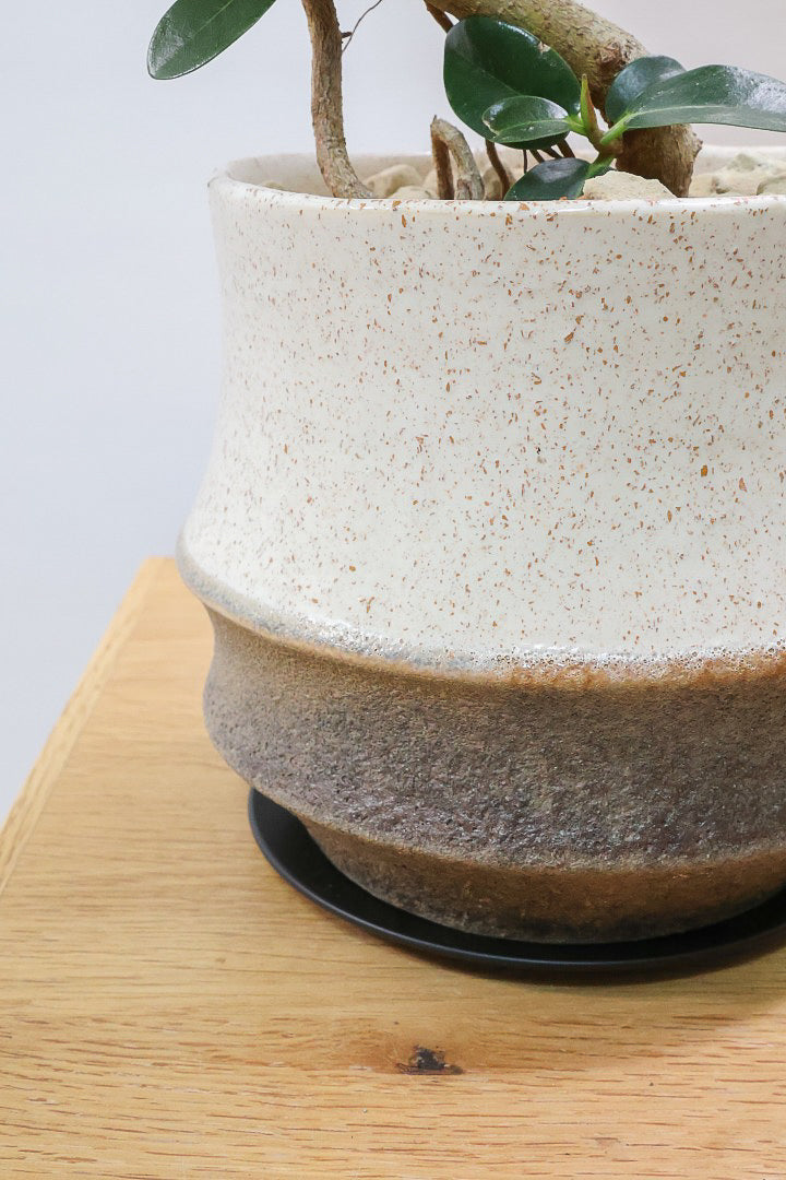 【フランスゴム】この曲がり良いと思うんですよ！生産者さんのセンスが光る素敵な樹形です！