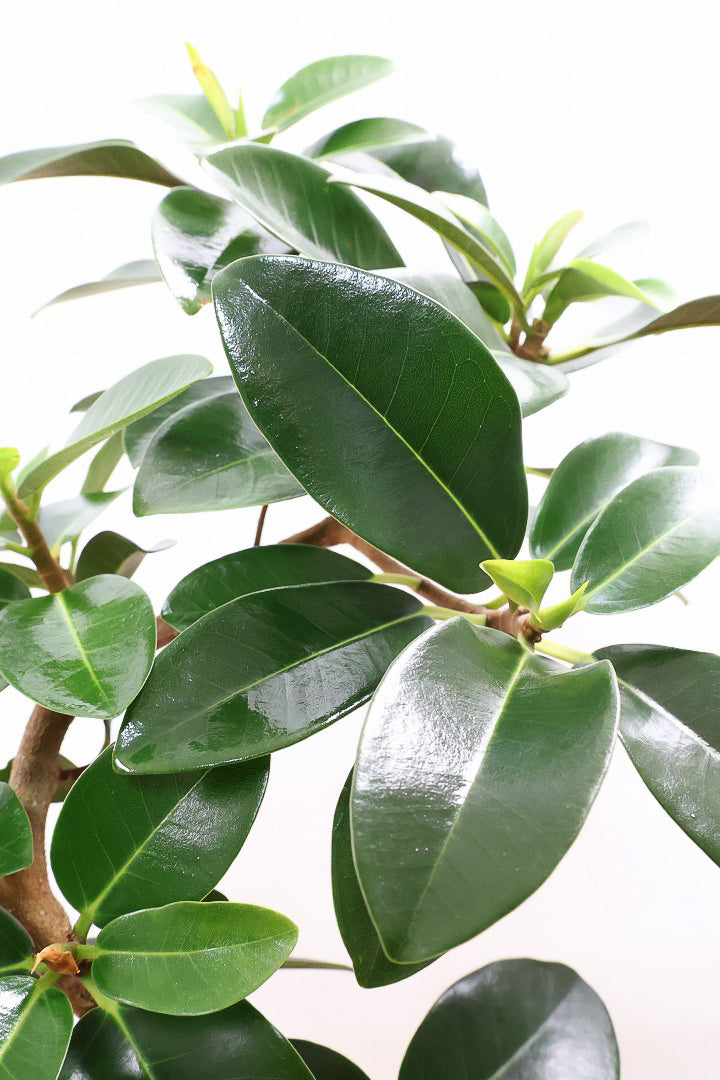 【フランスゴム】この曲がり良いと思うんですよ！生産者さんのセンスが光る素敵な樹形です！