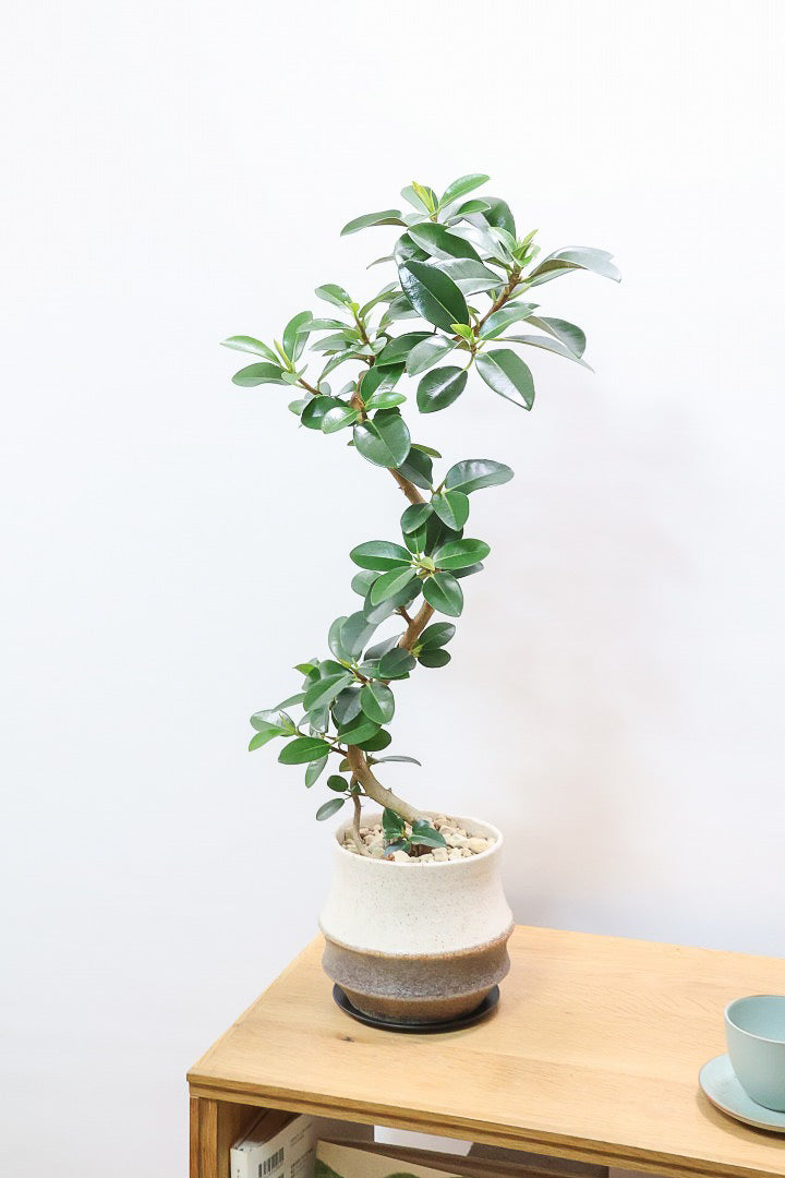 【フランスゴム】この曲がり良いと思うんですよ！生産者さんのセンスが光る素敵な樹形です！