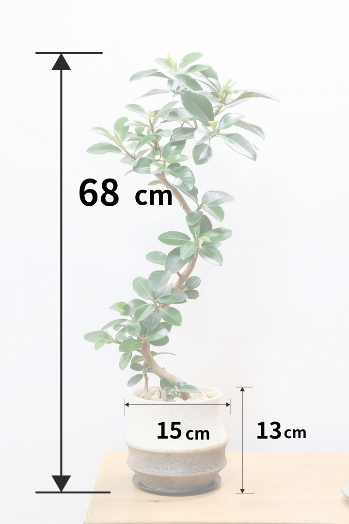 【フランスゴム】この曲がり良いと思うんですよ！生産者さんのセンスが光る素敵な樹形です！