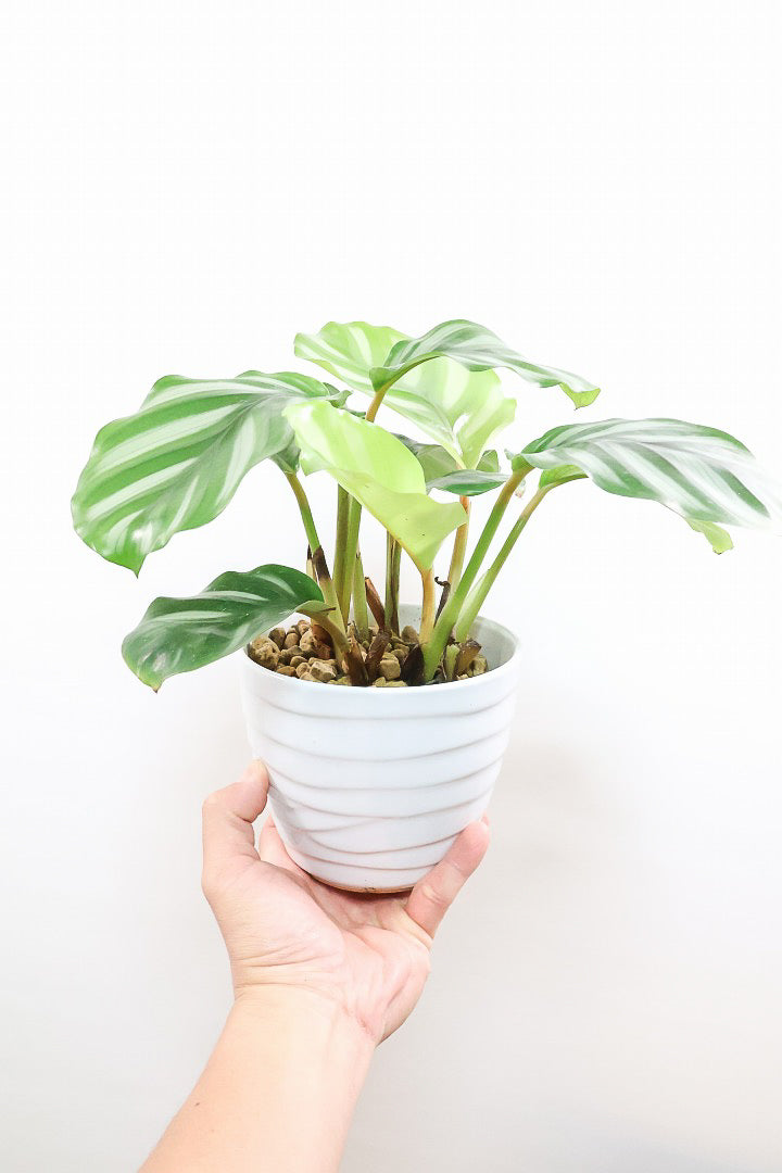 【カラテア ベサール】ラストの1鉢です！オービフォリアに似ていますがよりシンプルな模様が素敵！