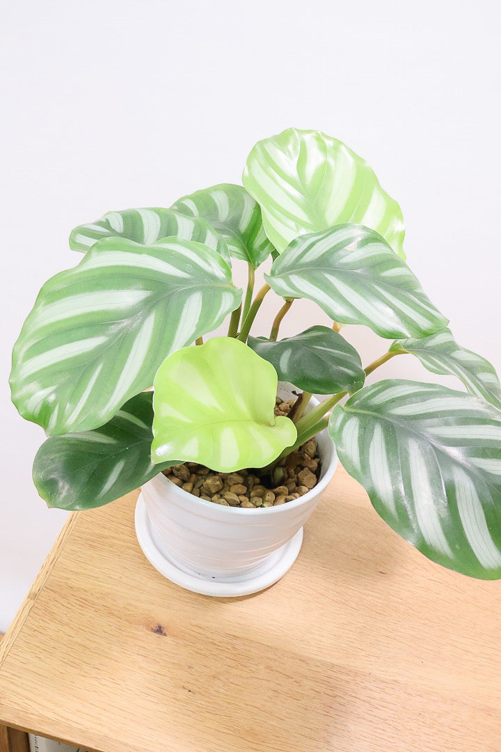 【カラテア ベサール】ラストの1鉢です！オービフォリアに似ていますがよりシンプルな模様が素敵！