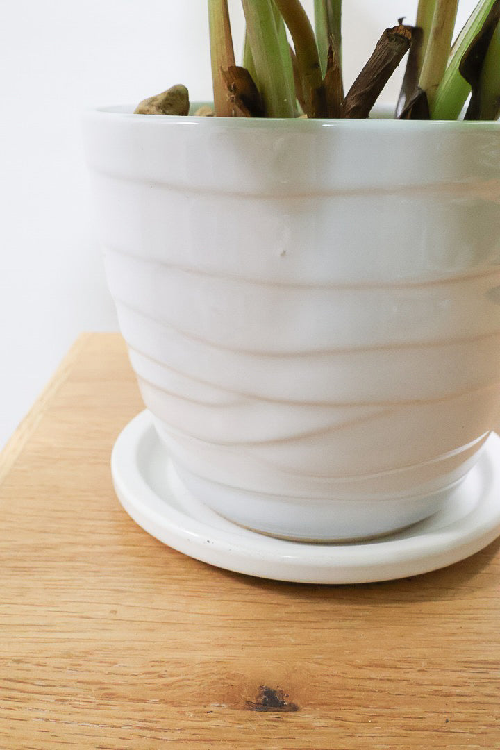 【カラテア ベサール】ラストの1鉢です！オービフォリアに似ていますがよりシンプルな模様が素敵！