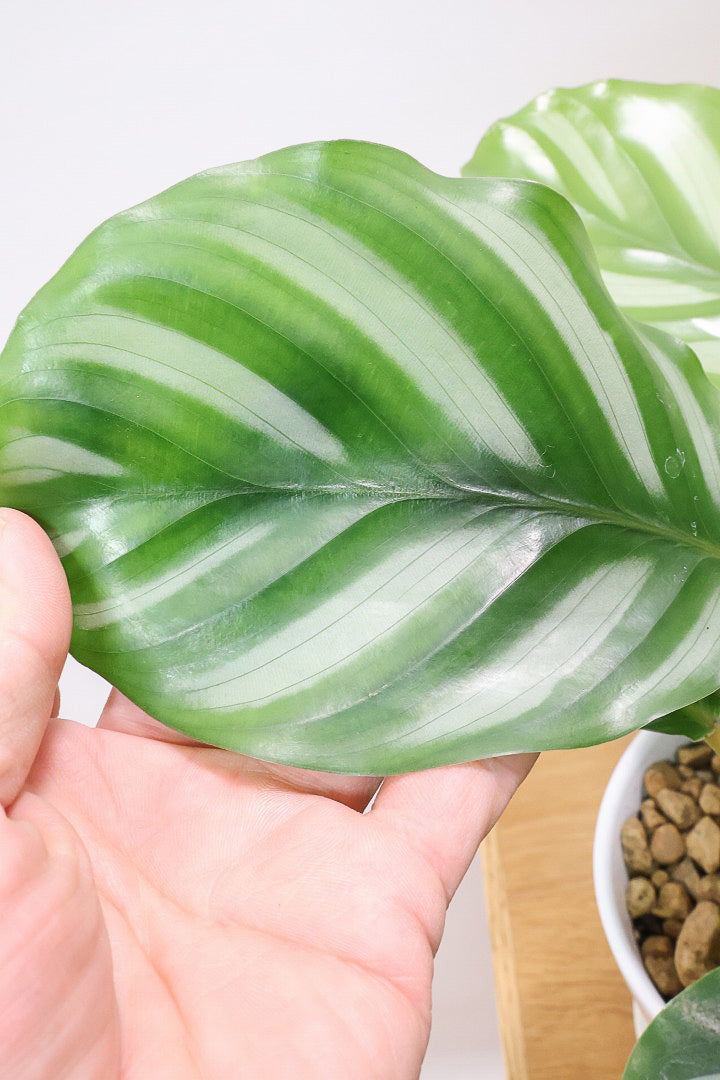 【カラテア ベサール】ラストの1鉢です！オービフォリアに似ていますがよりシンプルな模様が素敵！