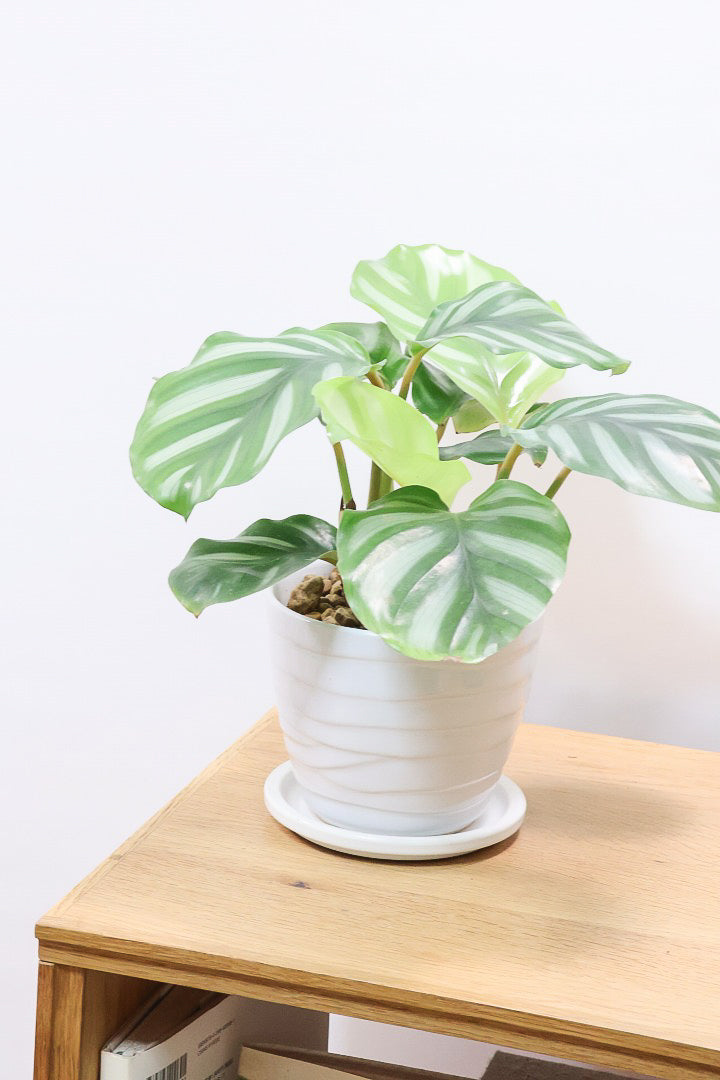 【カラテア ベサール】ラストの1鉢です！オービフォリアに似ていますがよりシンプルな模様が素敵！