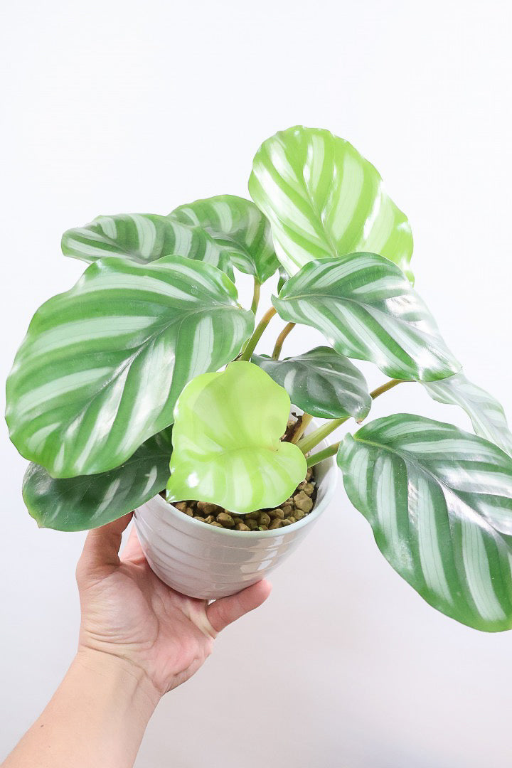 【カラテア ベサール】ラストの1鉢です！オービフォリアに似ていますがよりシンプルな模様が素敵！