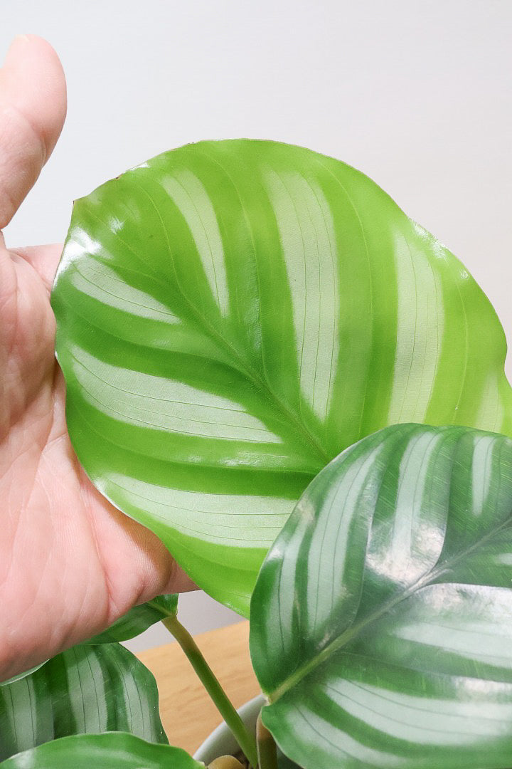 【カラテア ベサール】ラストの1鉢です！オービフォリアに似ていますがよりシンプルな模様が素敵！