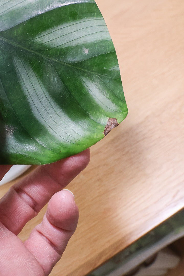 【カラテア ベサール】ラストの1鉢です！オービフォリアに似ていますがよりシンプルな模様が素敵！