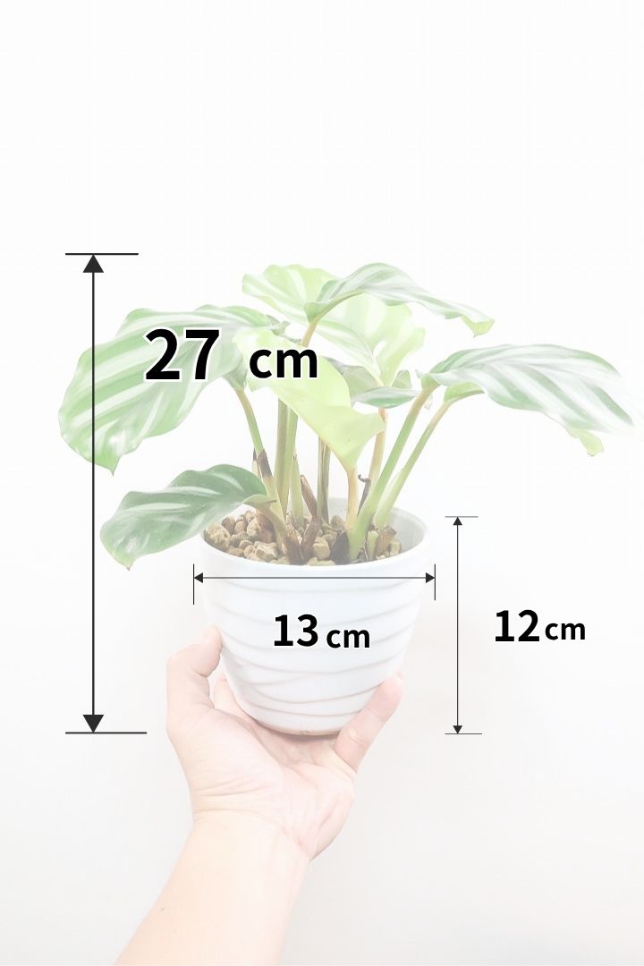 【カラテア ベサール】ラストの1鉢です！オービフォリアに似ていますがよりシンプルな模様が素敵！