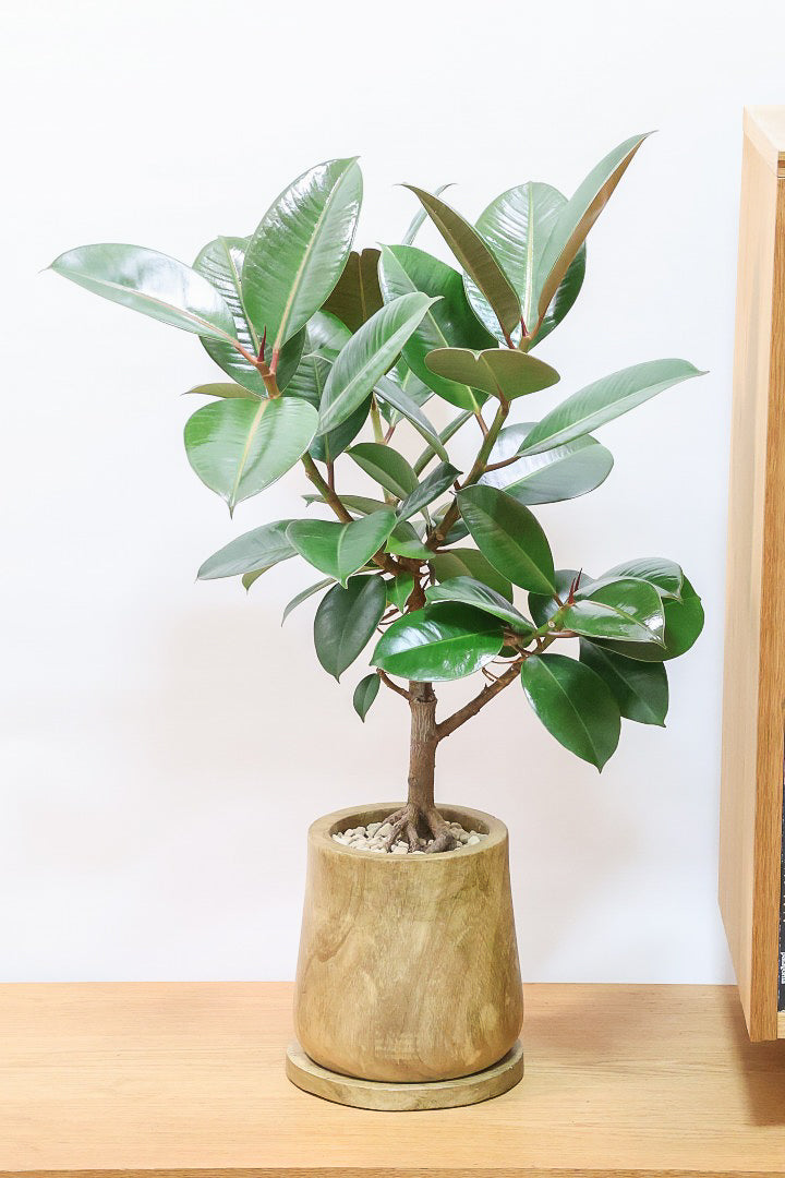 【フィカス・ソフィア】人気の木製POT！ゴムの中でも育てやすい品種！この幹は素晴らしく個性的です！