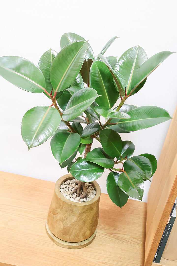 【フィカス・ソフィア】人気の木製POT！ゴムの中でも育てやすい品種！この幹は素晴らしく個性的です！