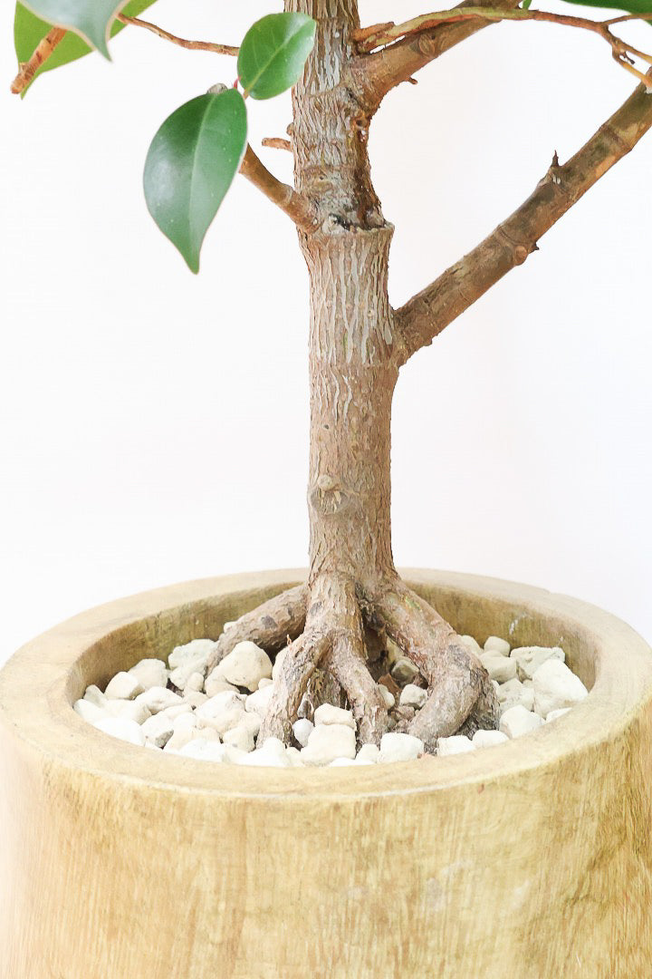 【フィカス・ソフィア】人気の木製POT！ゴムの中でも育てやすい品種！この幹は素晴らしく個性的です！