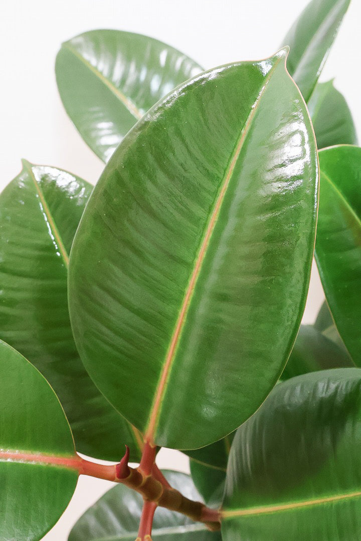 【フィカス・ソフィア】人気の木製POT！ゴムの中でも育てやすい品種！この幹は素晴らしく個性的です！