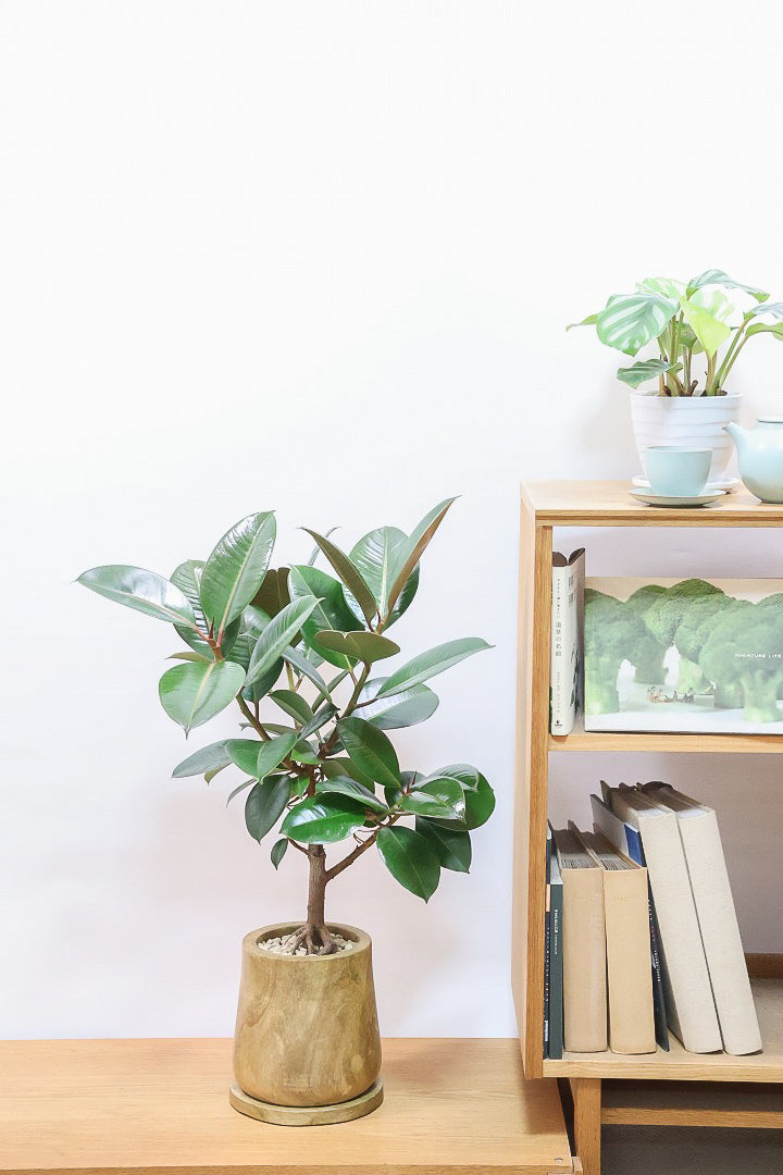 【フィカス・ソフィア】人気の木製POT！ゴムの中でも育てやすい品種！この幹は素晴らしく個性的です！