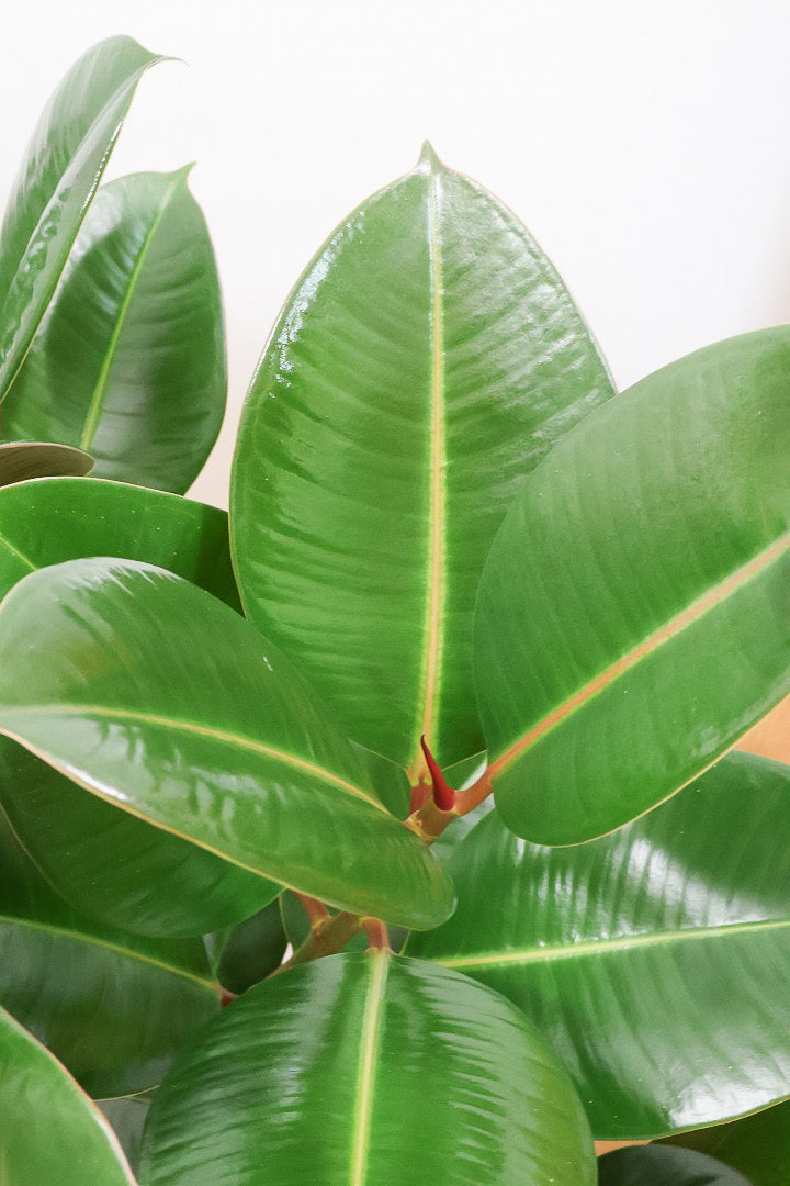 【フィカス・ソフィア】人気の木製POT！ゴムの中でも育てやすい品種！この幹は素晴らしく個性的です！