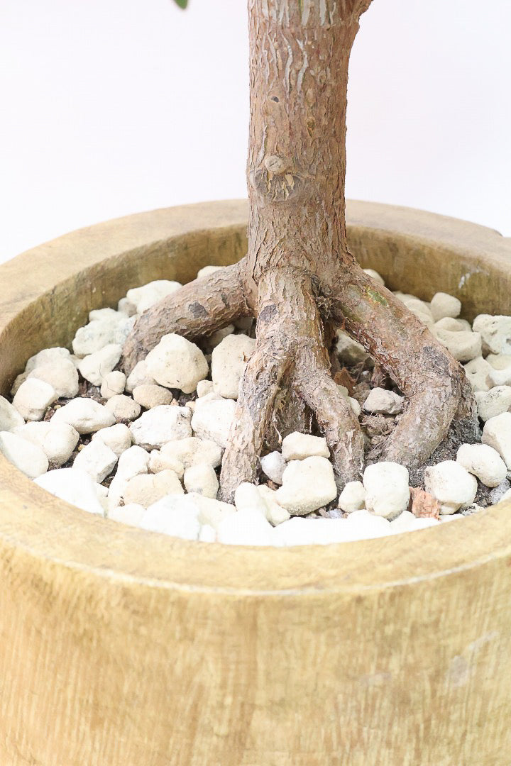 【フィカス・ソフィア】人気の木製POT！ゴムの中でも育てやすい品種！この幹は素晴らしく個性的です！