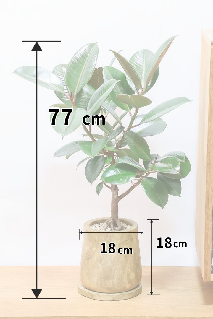 【フィカス・ソフィア】人気の木製POT！ゴムの中でも育てやすい品種！この幹は素晴らしく個性的です！