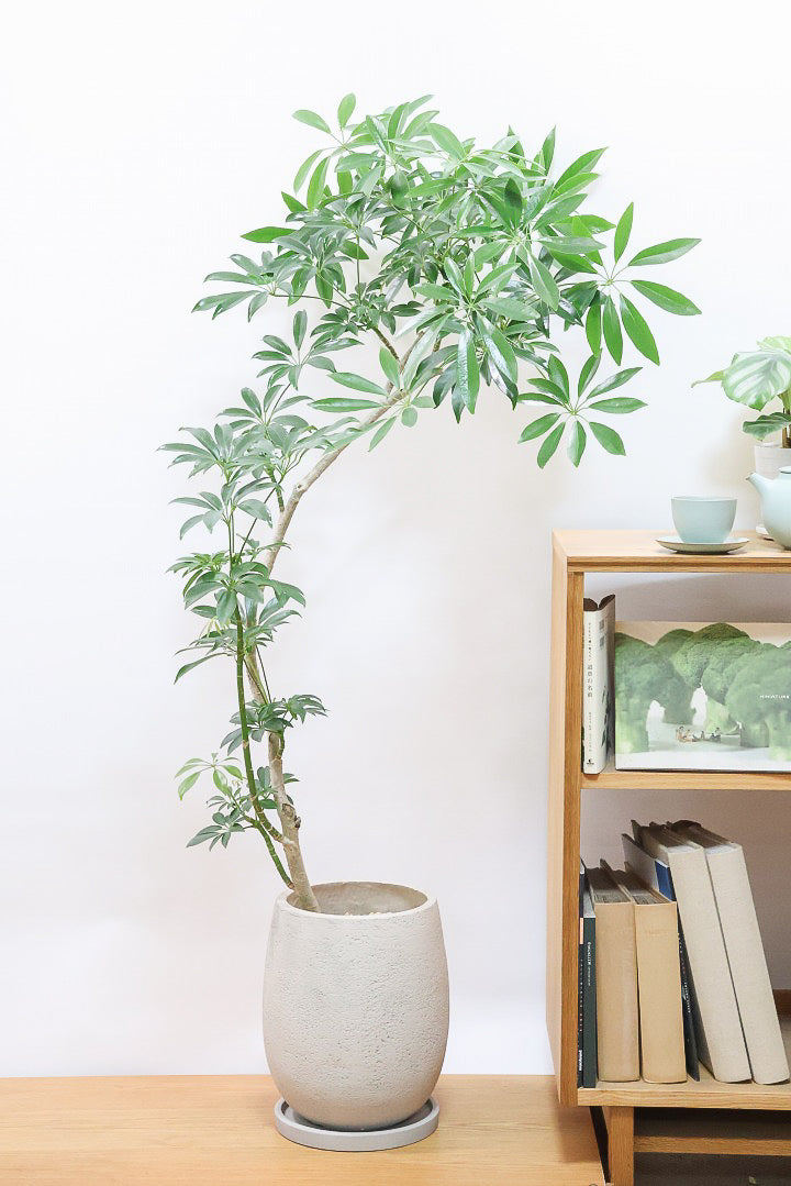 【シェフレラ コンパクタ】この樹形は良い！温暖な鹿児島県指宿市で育てられたとてもスタイリッシュで個性的な樹形です！めちゃくちゃ丈夫な品種です！