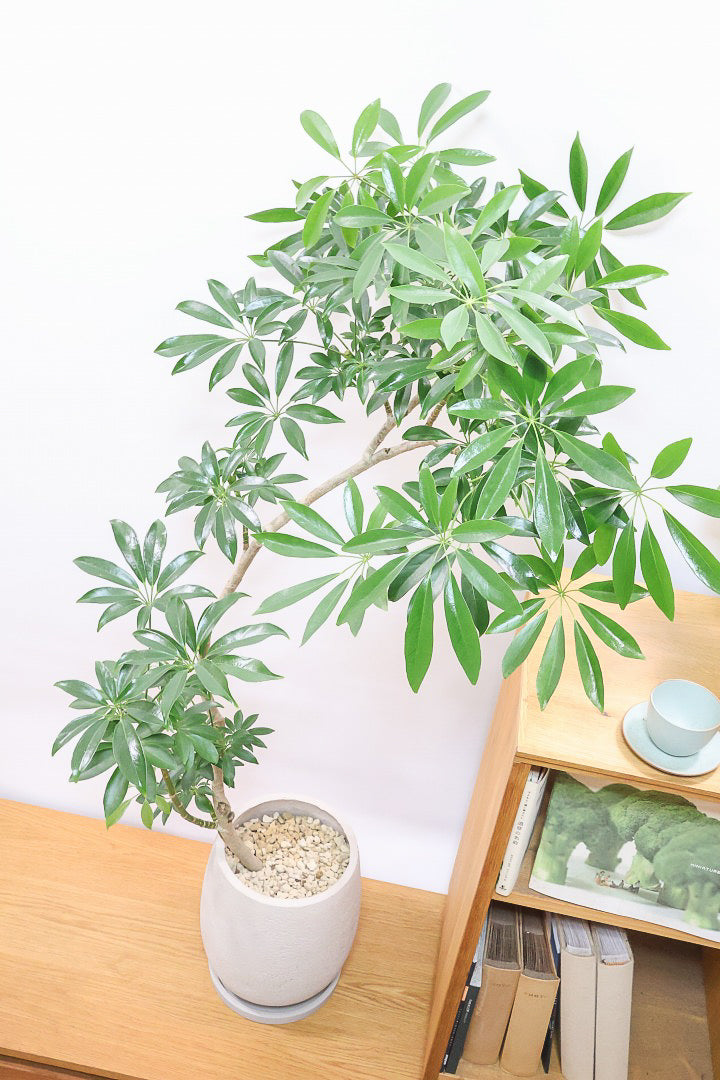 【シェフレラ コンパクタ】この樹形は良い！温暖な鹿児島県指宿市で育てられたとてもスタイリッシュで個性的な樹形です！めちゃくちゃ丈夫な品種です！