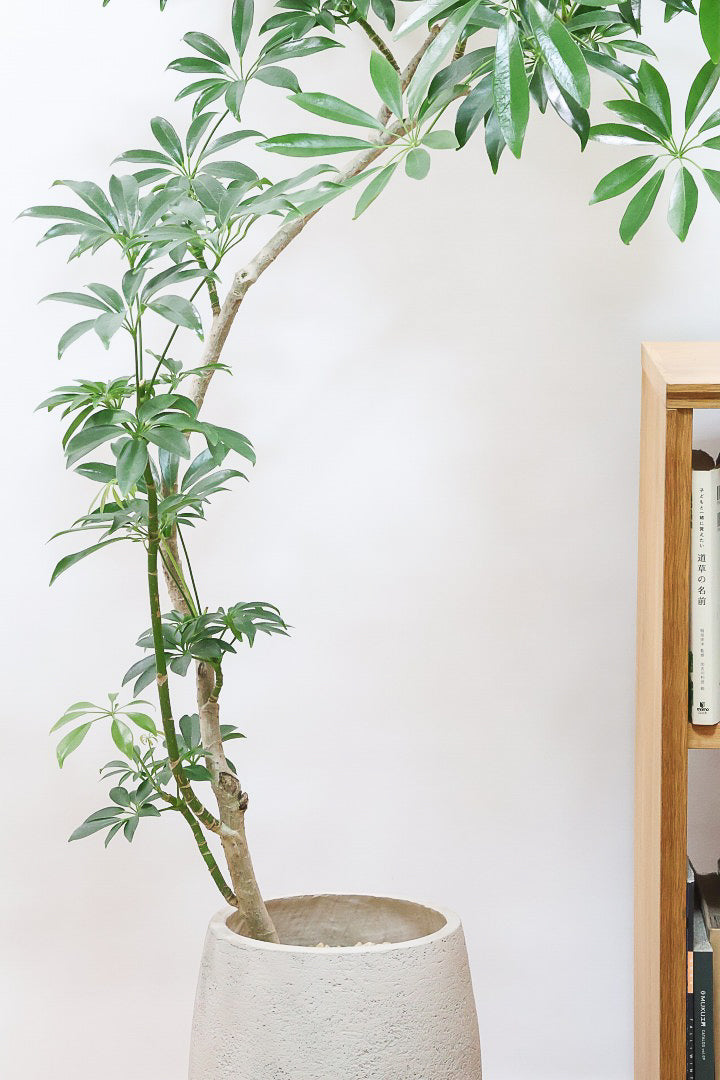 【シェフレラ コンパクタ】この樹形は良い！温暖な鹿児島県指宿市で育てられたとてもスタイリッシュで個性的な樹形です！めちゃくちゃ丈夫な品種です！