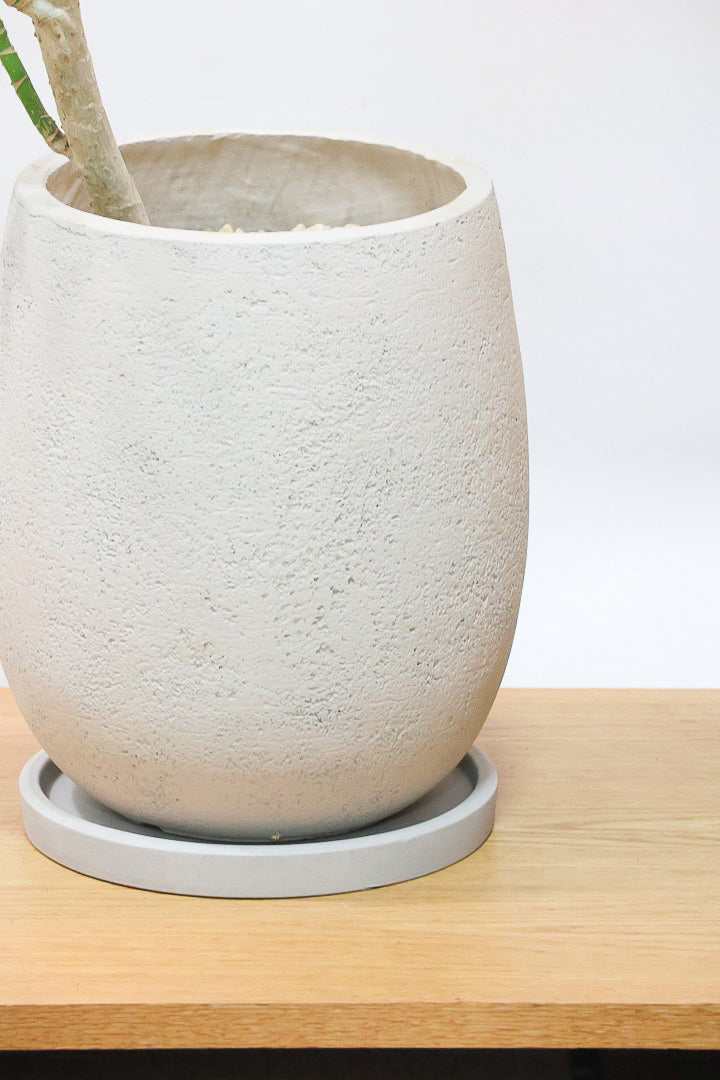 【シェフレラ コンパクタ】この樹形は良い！温暖な鹿児島県指宿市で育てられたとてもスタイリッシュで個性的な樹形です！めちゃくちゃ丈夫な品種です！