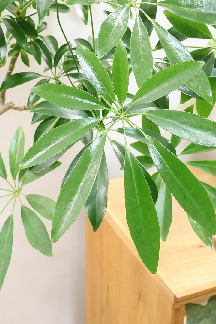 【シェフレラ コンパクタ】この樹形は良い！温暖な鹿児島県指宿市で育てられたとてもスタイリッシュで個性的な樹形です！めちゃくちゃ丈夫な品種です！