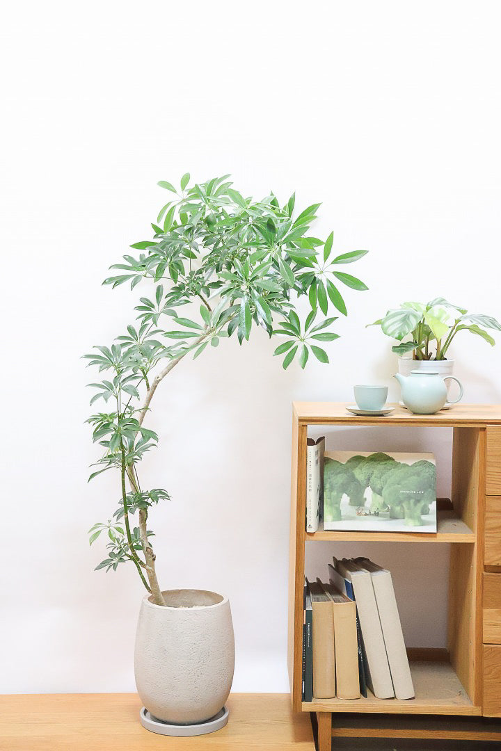 【シェフレラ コンパクタ】この樹形は良い！温暖な鹿児島県指宿市で育てられたとてもスタイリッシュで個性的な樹形です！めちゃくちゃ丈夫な品種です！