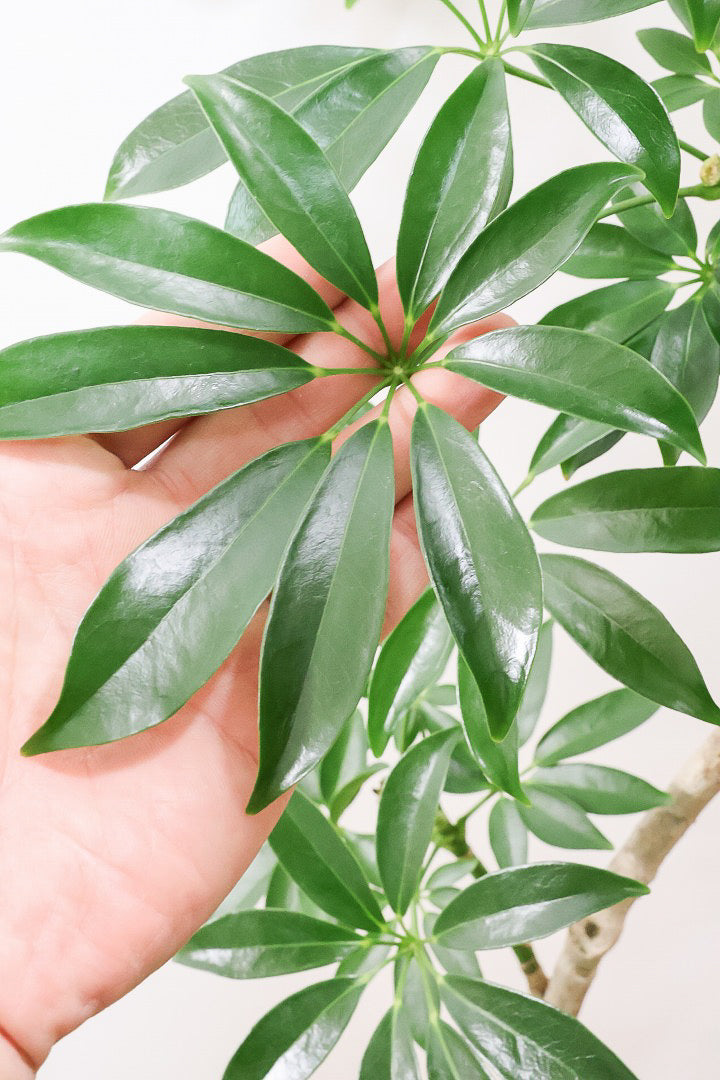 【シェフレラ コンパクタ】この樹形は良い！温暖な鹿児島県指宿市で育てられたとてもスタイリッシュで個性的な樹形です！めちゃくちゃ丈夫な品種です！