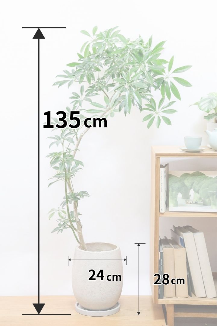 【シェフレラ コンパクタ】この樹形は良い！温暖な鹿児島県指宿市で育てられたとてもスタイリッシュで個性的な樹形です！めちゃくちゃ丈夫な品種です！