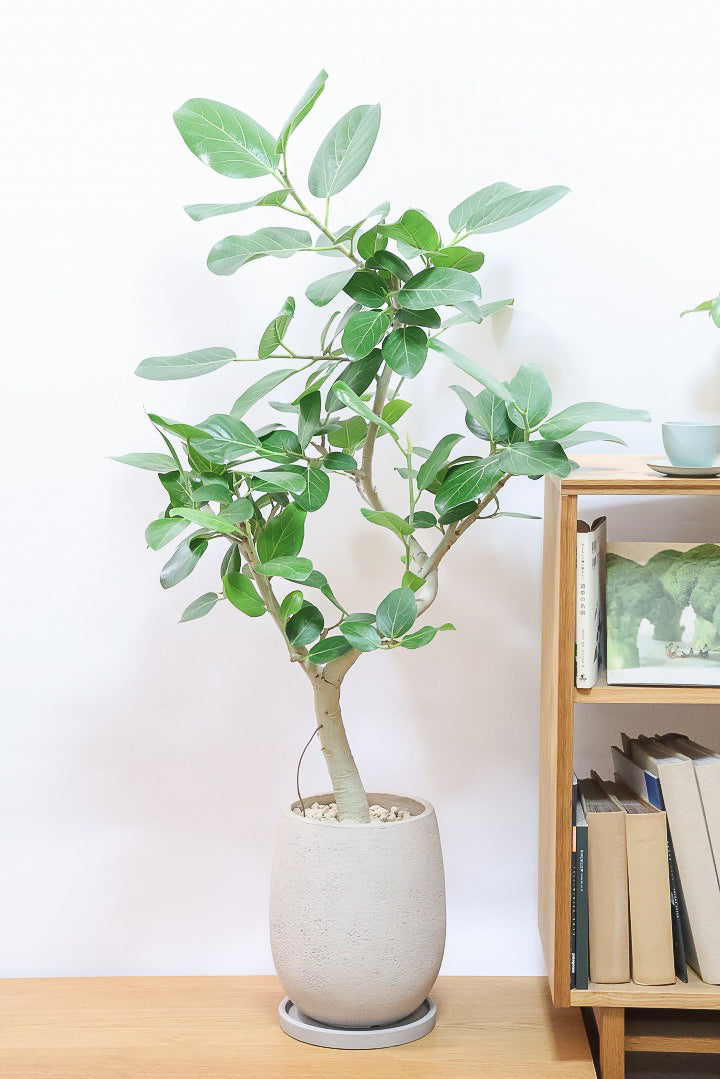 【ベンガレンシス】この樹形はイイ！沖縄で生長したしっかりとした幹！自信を持っておすすめします！