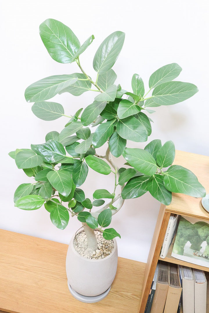 【ベンガレンシス】この樹形はイイ！沖縄で生長したしっかりとした幹！自信を持っておすすめします！