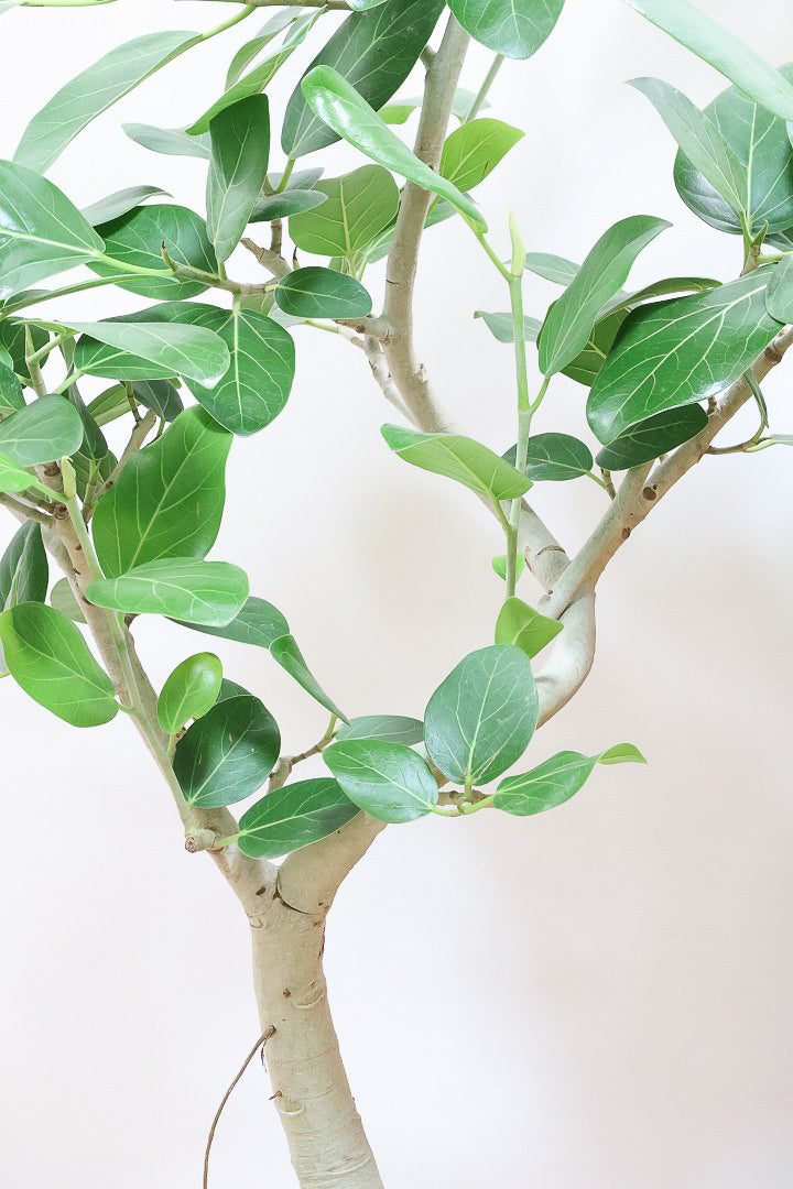 【ベンガレンシス】この樹形はイイ！沖縄で生長したしっかりとした幹！自信を持っておすすめします！